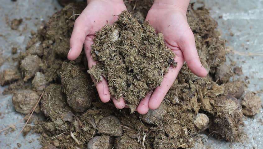 manure fertilizer composting animal manures hands Stock Footage Video