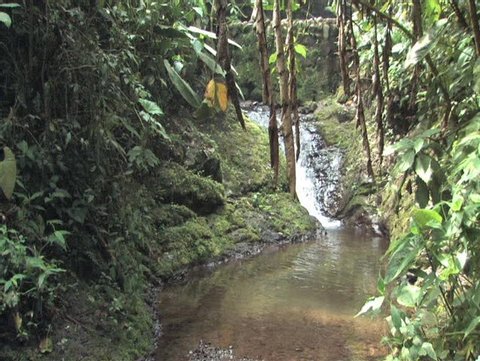 Stream in the highlands of the Cloudforest in Peru