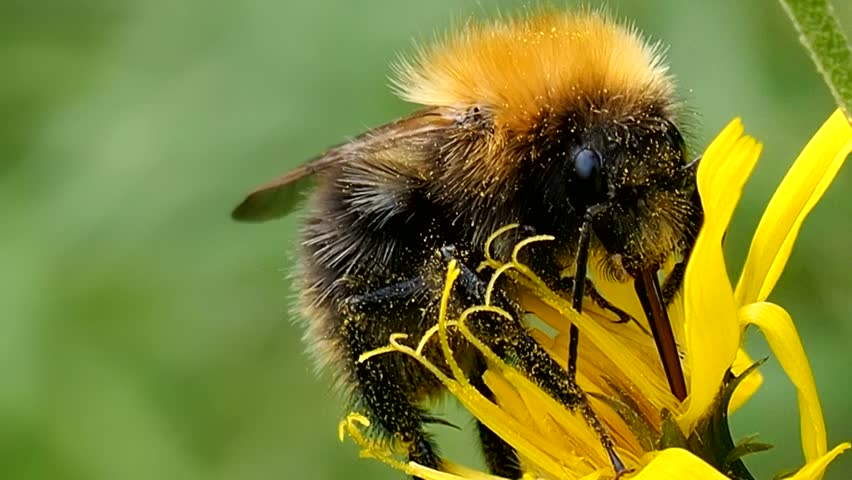 Glutton Bumblebee eats the pollen of a flower.  Bee digs proboscis into nectar - macro. Shaggy insect Bombus preparing for winter. Ecology of nature close. Royalty-Free Stock Footage #30271711
