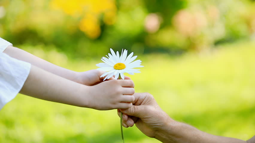 Close-up, the child gives the daisy to the grandfather. Slow motion.