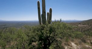 Flying up alongside a Saguaro cactus on Mt.Lemmon in Tucson AZ.