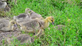 Goslings tweak the grass in yard