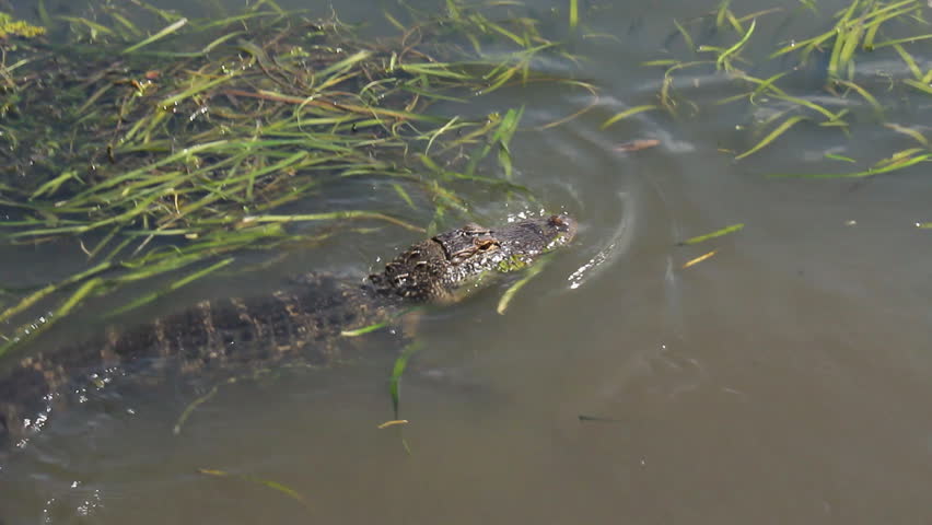 Alligator in the Bayou 2. Wild American Alligator in a swamp in the Louisiana bayou.