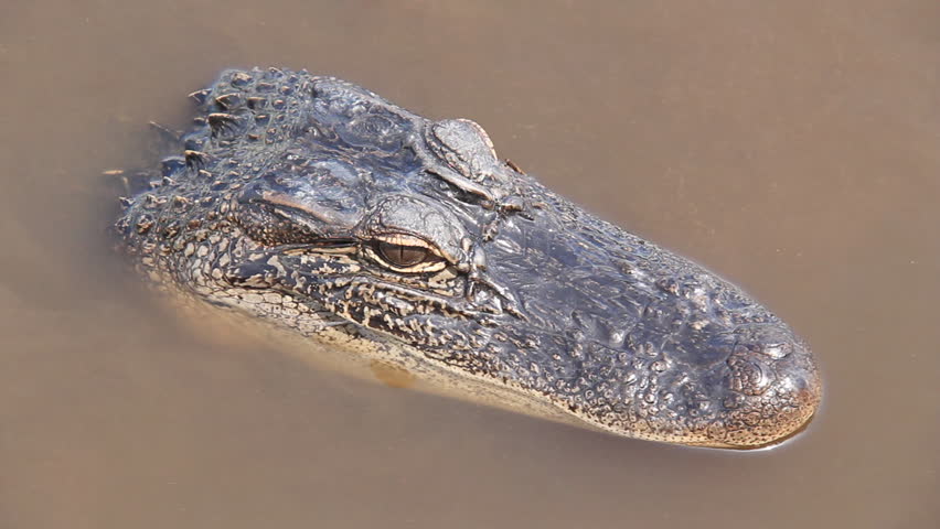 Alligator in the Bayou 4. Wild American Alligator in a swamp in the Louisiana