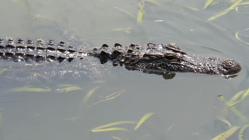 Alligator in the Bayou 3. Wild American Alligator in a swamp in the Louisiana