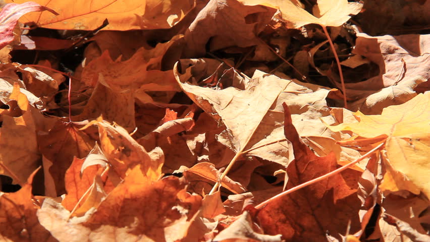 Autumn Leaves 1 Falls on Ground. Late autumn leaves on the floor of a grove of
