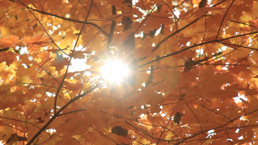 Autumn Leaves 5 Sunlight. Sunlight breaking through yellow late autumn leaves on