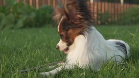 Beautiful Papillon Continental Toy Spaniel puppy lying on a green lawn stock footage video