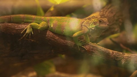 Green iguana lizard takes a nap on tree branch in special tank. Dusit Zoo, Bangkok, Thailand.