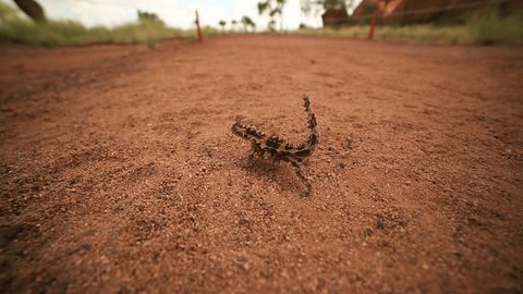 Thorny devil, Northern Territory, Australia
An endemic species of dragon of the sandy desert regions. It feeds entirely on ants and has a curious nuchial hump.