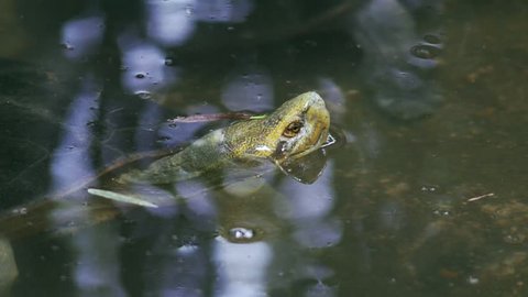 Turtle head down water