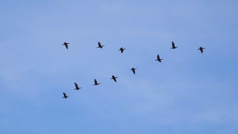 Follow leaders: Flock of  geese flying in an imperfect V formation.   Birds Geese flying in formation, Blue sky background. Migrating Greater birds flying in Formation