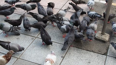 Metropolitan city black pigeon flock snatching and eating bird grain food on grey cement tile footpath floor beside paved road