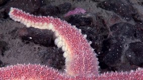 Red starfish close up underwater on seabed of White Sea. Unique amazing beautiful exotic macro video. Marine life on background of pure clear clean water.