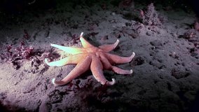Red starfish underwater on seabed of White Sea. Unique amazing beautiful exotic macro video. Marine life on background of pure clear clean water.