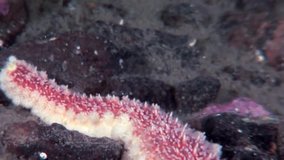 Red starfish close up underwater on seabed of White Sea. Unique amazing beautiful exotic macro video. Marine life on background of pure clear clean water.