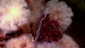 White fluffy metridium and jellyfish underwater on seabed of White Sea. Unique video close up. Flowers of marine life in clean clear pure and transparent water.