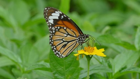 Butterfly feeding on flowers in a Summer garden.