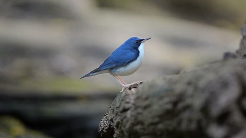 Siberian Blue Robin perching on the rock after take a bath
