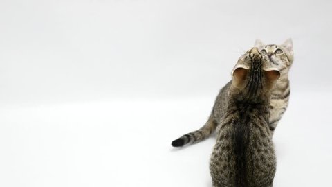 Throwing money at pets