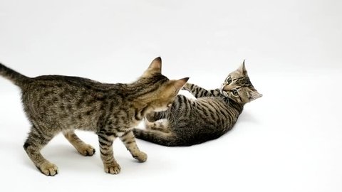 Two cats fight each other on a white background, slow motion.