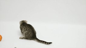 cats play with a ball on a white background.
