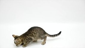 cat playing against a white background,slow motion.