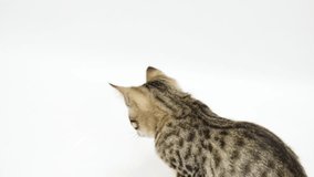 cat jumping against a white background.