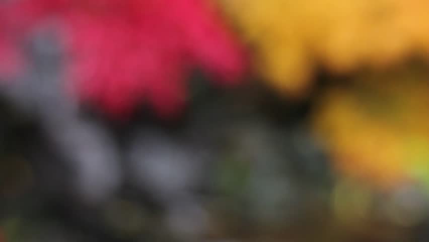 Waterfall with Laced Maple Trees in Colorful Autumn Colors with Blurred and Defocused Bokeh Background 1080p