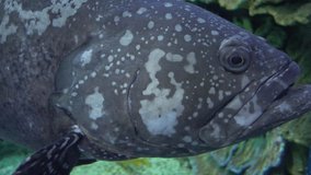close-up footage of a Large Gray Spotted Grouper