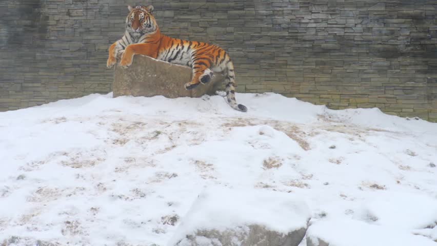 Siberian tiger (Panthera tigris altaica), also called Amur tiger in Russian Far East. It was also called Manchurian, Korean and Ussurian tiger.