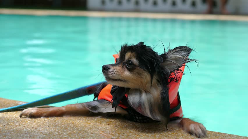 pomeranian life jacket