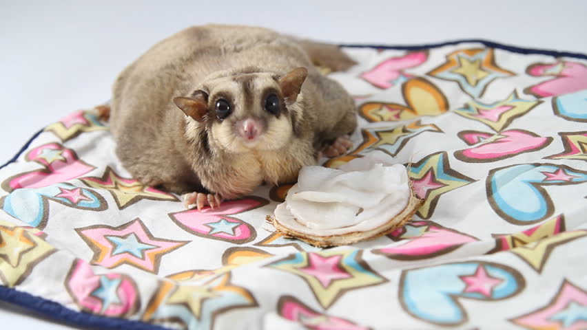 Big Sugar Glider Enjoy Eating Stock Footage Video 100 Royalty Free 3032938 Shutterstock