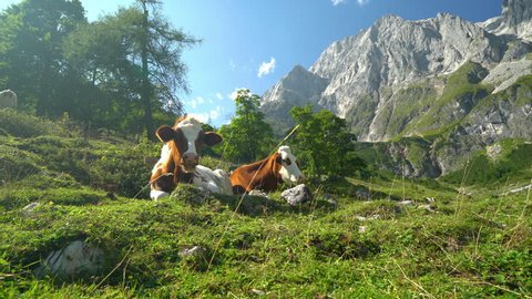 4k animal cinemagraph two happy cows resting on pasture in mountains on sunny summer day, one looking at camera 
