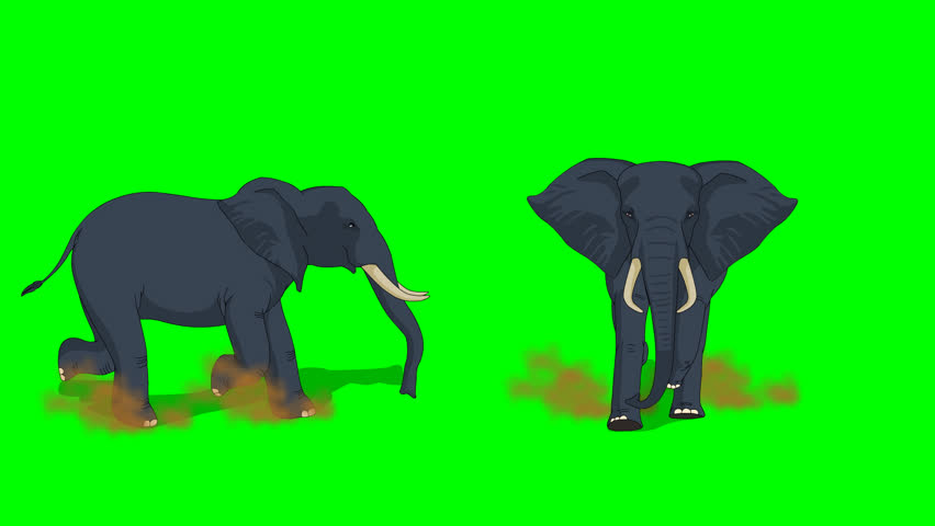 Run, Elephant, Run. Lian Running Elephant. Hippo Hippopotamus Walking isolated and cyclic animation. An elephant can run