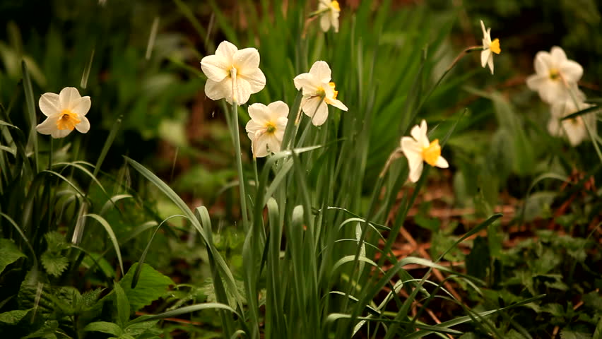 Vestacia Jonquil