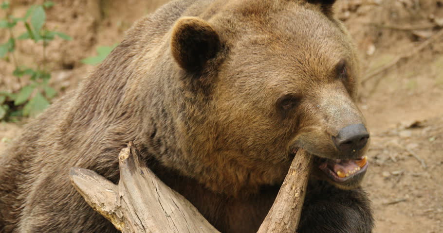 Big brown bear, dangerous animal in the forest. Wildlife scene from Europe. Brown bird in the nature habitat with water, Slovakia. Bear with tree trunk. Nature in forest.