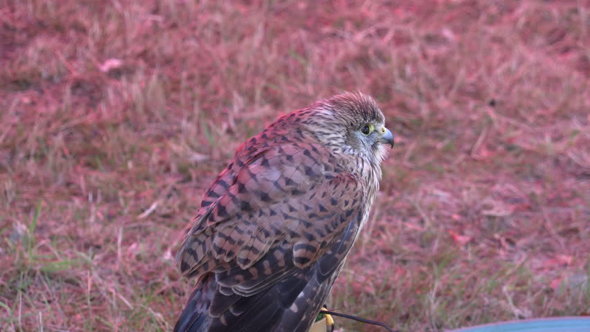 Close Up Peregrine Falcon