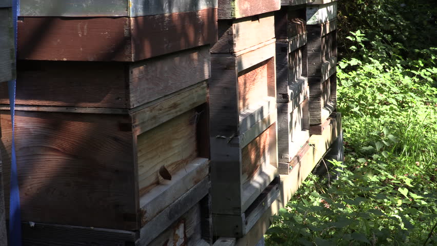 Beekeepers Beehive With Honey Bees