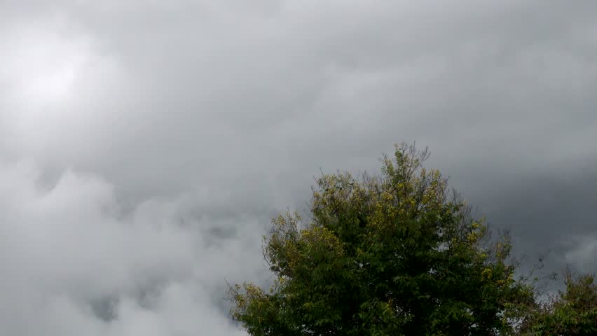 Flocks of birds are on the tree and rain clouds are moving relatively fast