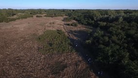 People walking in rural fields, drone aerial footage