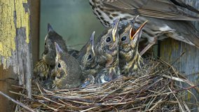 Adult female thrush looks after the nest, in which her chicks gradually fall asleep. (av41743c)