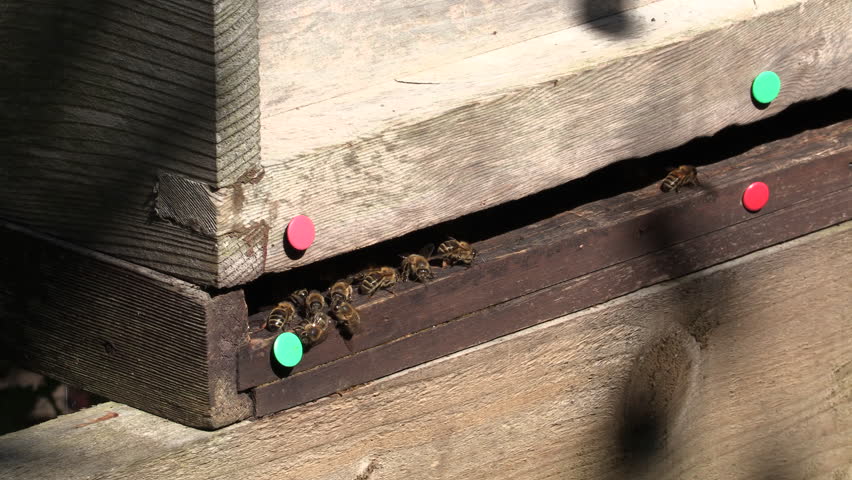 Honey Bees In Beekeepers Beehive