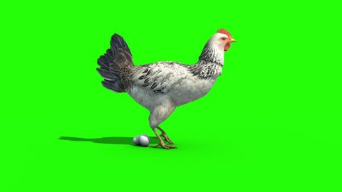 White Chicken Holds the Eggs Green Screen 3D Rendering Animation