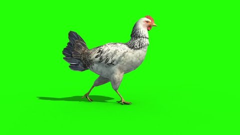White Chicken Walkcycle Side Green Screen 3D Rendering Animation