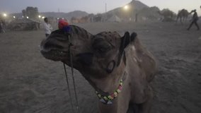 A camel grazing in the late evening in the middle of a dessert in a remote village in India.
