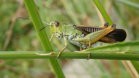 Grasshopper making sound by rubbing it's hind legs against it's wings. It is on a field calling song to attract females, on spring season.
