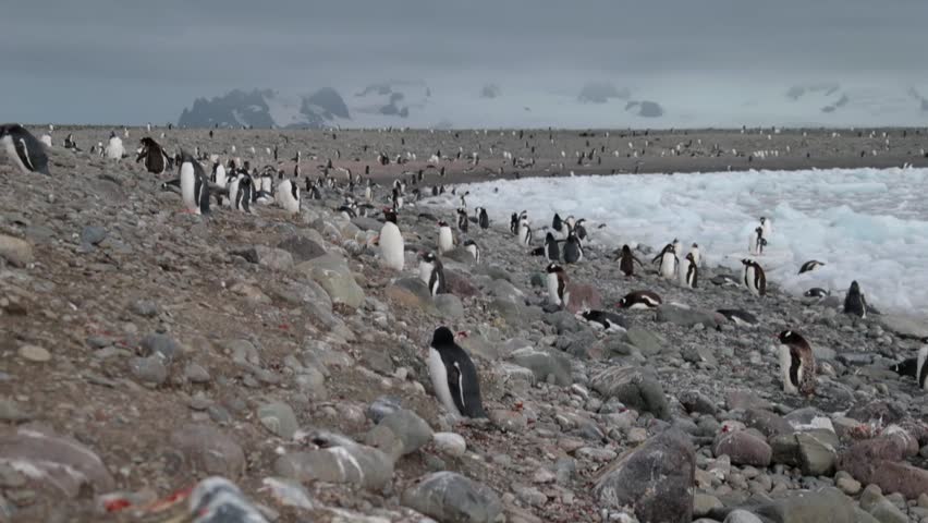 A huge flock of penguins stand on the rocks around the glacier. Andreev.
