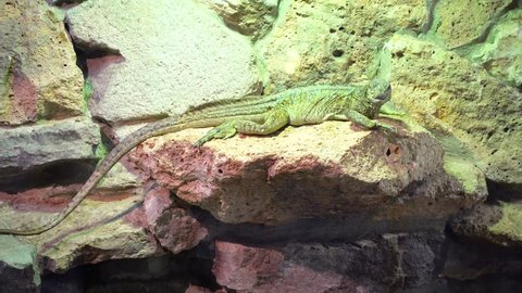 green iguana lying on a rock