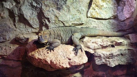 rhinoceros iguana lying on a rock